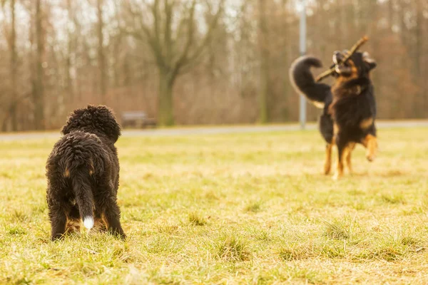 Bernese Mountain Dog Cachorro Mirando Perro Grande Jugando Con Palo —  Fotos de Stock