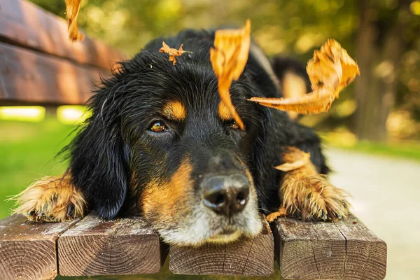 犬は頭の周りの葉が落ちるのを見てベンチに横たわって金と黒をホバート — ストック写真