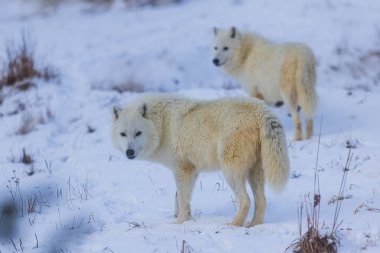 Erkek kutup kurdu (Canis lupus arctos) sürünün iki üyesi karın üzerinde durur ve geriye bakar.