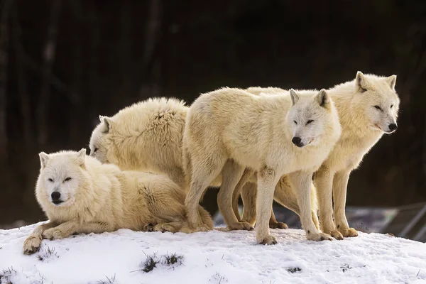 Arctische Wolf Canis Lupus Arctos Hele Roedel Samen — Stockfoto