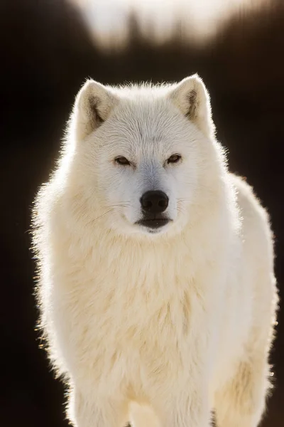 Arktyczny Wilk Canis Lupus Arctos Piękny Bardzo Bliski Portret — Zdjęcie stockowe