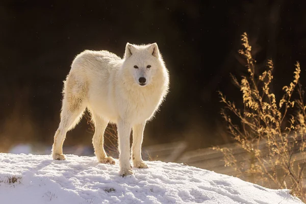 北極の狼 カニス ルパス アルクトス 彼はとても好奇心が強く 太陽が背中に輝いています — ストック写真
