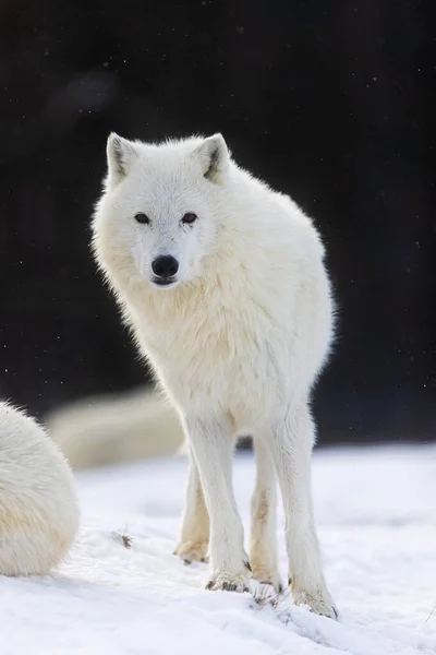 Arktischer Wolf Canis Lupus Arctos Frontal Winterlandschaft — Stockfoto