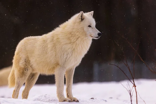 Арктичний Вовк Canis Lupus Arctos Стоїть Один Дивиться Відстань — стокове фото