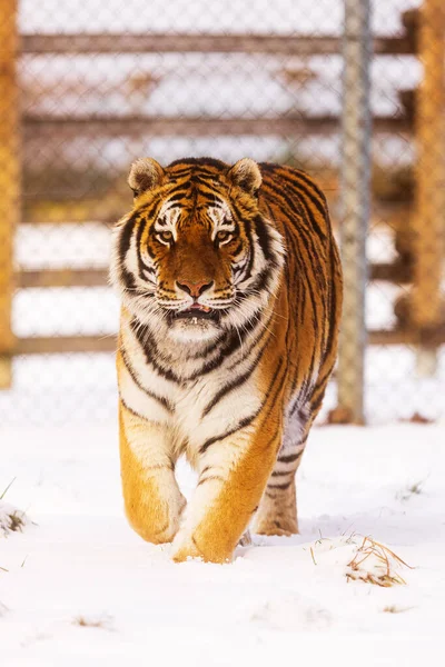 Tigre Siberiano Panthera Tigris Tigris Grande Indivíduo Enjaulado — Fotografia de Stock