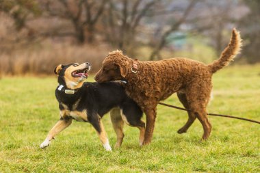 Chesapeake Bay Retriever diğer köpeği kokluyor.
