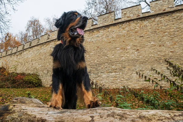 犬は足の裏に金と黒の頭巾をかぶせ木の上で休んでいます — ストック写真