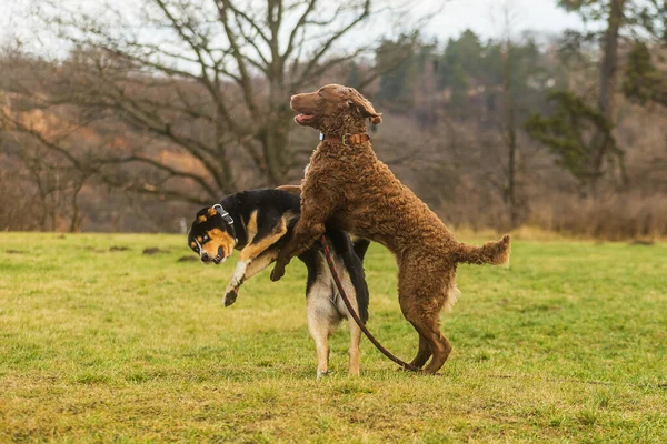 Chesapeake Bay Retriever Frolics Och Leker Med Hund Okänd Ras — Stockfoto