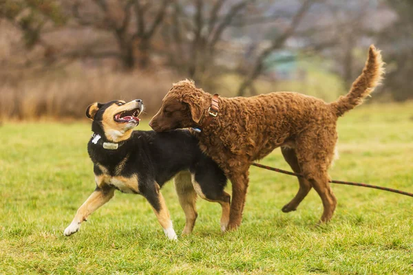 Chesapeake Bay Retriever Μυρίζει Άλλο Σκυλί — Φωτογραφία Αρχείου