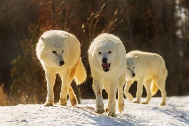 Kutup kurdu (Canis lupus arctos) sürü liderin peşinden koştu, güneş bulutların arasından parladı.