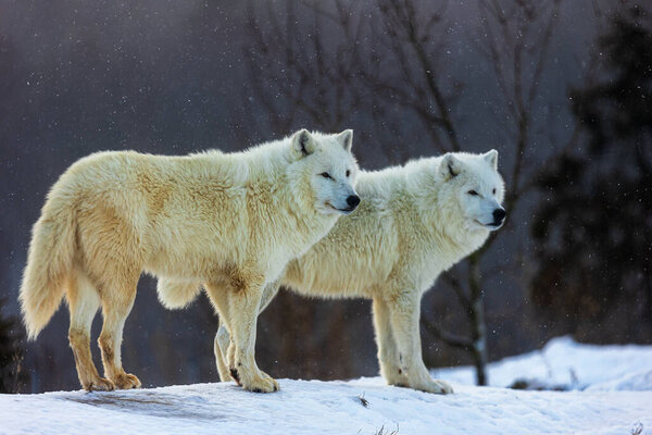 Arctic wolf (Canis lupus arctos) two of the pack stand in a winter landscape with snowfall