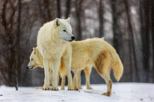 Arctic wolf (Canis lupus arctos) the pack stands in the snow and snowflakes fall on them
