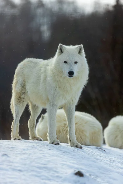 Wilk Arktyczny Canis Lupus Arctos Pozujący Zimowym Krajobrazie Śniegiem — Zdjęcie stockowe