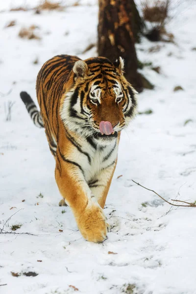 西伯利亚虎 Panthera Tigris Tigris 在雪地里散步 舔着鼻子 — 图库照片
