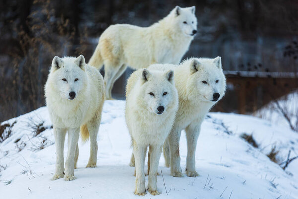 Arctic wolf (Canis lupus arctos) four males in a pack