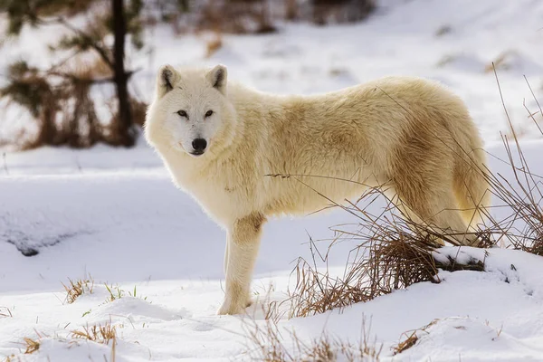 Sarkvidéki Farkas Canis Lupus Arctos Megáll Figyelmesen Hallgat Téli Táj — Stock Fotó