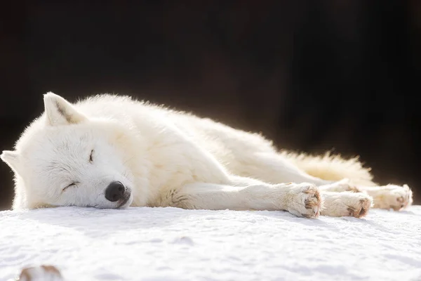 Loup Arctique Canis Lupus Arctos Dormant Dans Neige — Photo