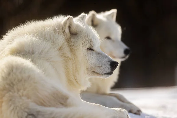 Lobo Ártico Canis Lupus Arctos Dos Manada Están Mirando Algo — Foto de Stock