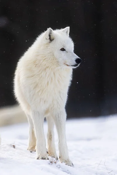 Arctische Wolf Canis Lupus Arctos Portret Met Donkere Achtergrond Sneeuw — Stockfoto