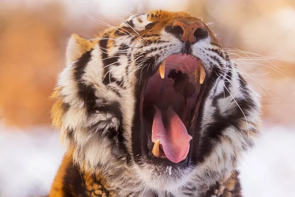 Szibériai Tigris Panthera Tigris Tigris Mutatja Nagy Fogak — Stock Fotó