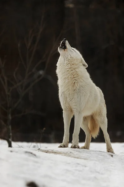 Arctische Wolf Canis Lupus Arctos Huilend Een Typische Houding — Stockfoto