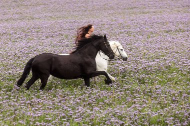 Mor çiçeklerle dolu bir tarlada siyah bir frizle beyaz bir atın üstünde güzel bir kadın.