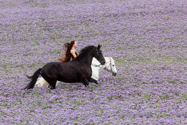 Güzel bir kadın beyaz bir atın üzerinde siyah bir frizle mor çiçeklerle dolu bir tarlada.