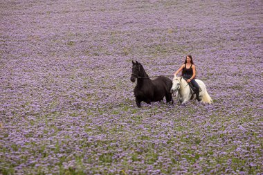 Mor çiçeklerle dolu bir tarlada siyah bir frizle beyaz bir atın üstünde güzel bir kadın.