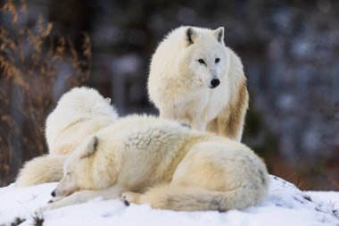Kuzey Kutbu Kurdu (Canis lupus arctos) iki yalancı ve bir ayakta
