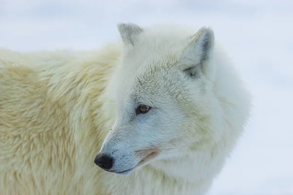 Lobo Ártico Canis Lupus Arctos Cabeza Cerca —  Fotos de Stock