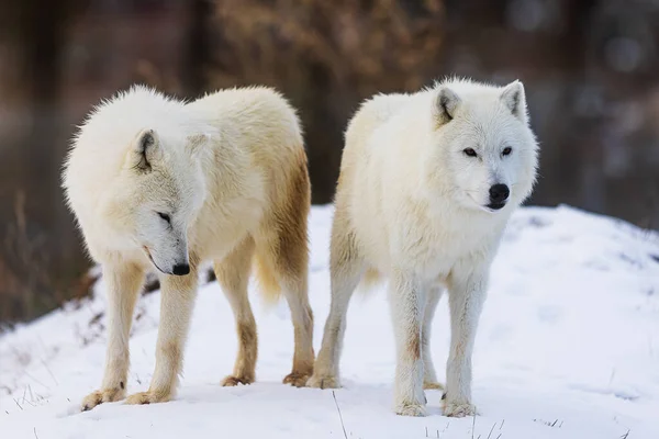 Lobo Ártico Canis Lupus Arctos Pequeno Pacote Dois — Fotografia de Stock