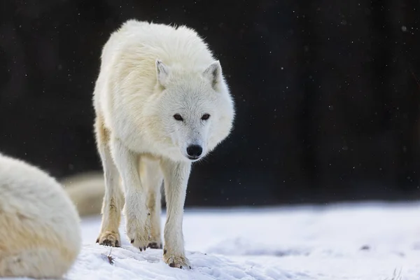 Lobo Ártico Canis Lupus Arctos Caminando Cautelosamente Hacia Nosotros — Foto de Stock