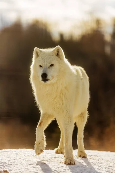 Arctische Wolf Canis Lupus Arctos Zeer Wantrouwig — Stockfoto