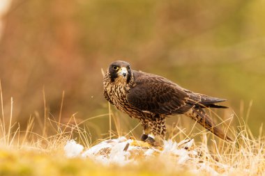 Peregrine Falcon (Falco peregrinus) bir güvercin yakaladı