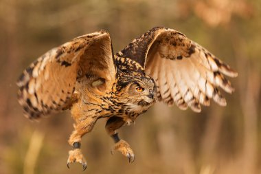Avrasya kartal baykuşu (Bubo bubo) uçuşta, iniş yapacak