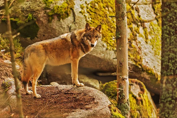Lobo Euroasiático Canis Lupus Lupus Parado Bosque Sobre Una Gran — Foto de Stock