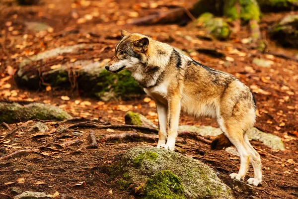 Lobo Euroasiático Canis Lupus Lupus Pie Bosque Esperando Manada — Foto de Stock