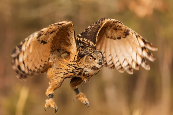 Euraziatische Adelaar Uil Bubo Bubo Vlucht Het Zal Landen — Stockfoto