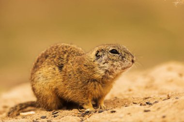 Avrupa yer sincabı (Spermophilus citellus) yakın çekim