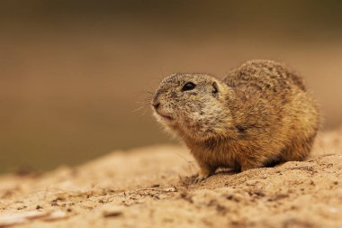 Küçük memeli, Avrupa sincabı (Spermophilus citellus) hala delikte bulunan bir parça.