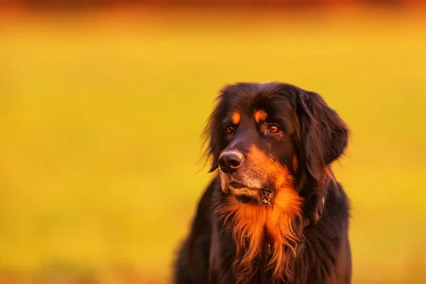 Negro Oro Hovie Retrato Color Perro Hovawart Con Fondo Amarillo —  Fotos de Stock