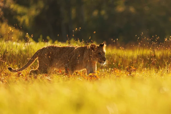 Leeuw Panthera Leo Leeuwin Loopt Droog Door Het Savannegras — Stockfoto
