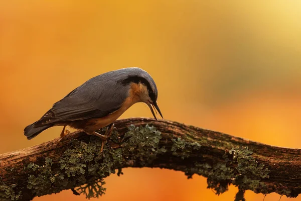 Nuthatch Eurasiático Sitta Europaea Forragens Para Alimentação Partir Ramo — Fotografia de Stock