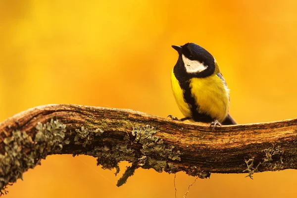 Great Tit Parus Major Sitting Branch Orange Background Her — Photo