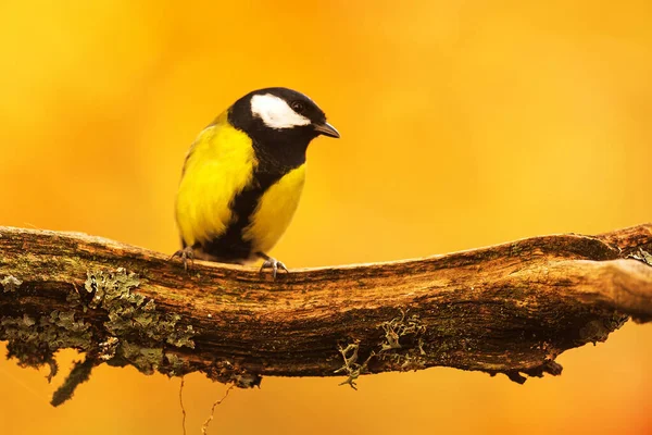 Great Tit Parus Major Branch Very Colourful Autumn Background — Foto de Stock