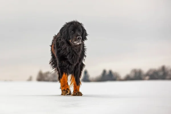 Czarny Złoty Hovie Pies Hovawart Stojący Równinie Śniegu — Zdjęcie stockowe