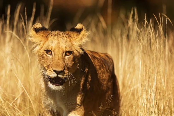 Löwin Panthera Leo Steht Trockenen Gras — Stockfoto