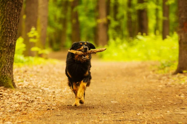 Schwarz Gold Hovie Hund Hovawart Glücklich Bringt Einen Stock — Stockfoto