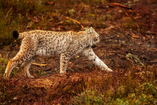 Eurázsiai Hiúz Lynx Lynx Megy Keresztül Narancs Hanga — Stock Fotó