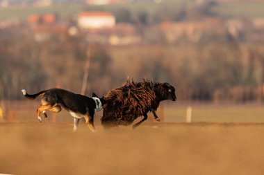 Pürüzsüz Collie koyunları sürüye götürüyor.